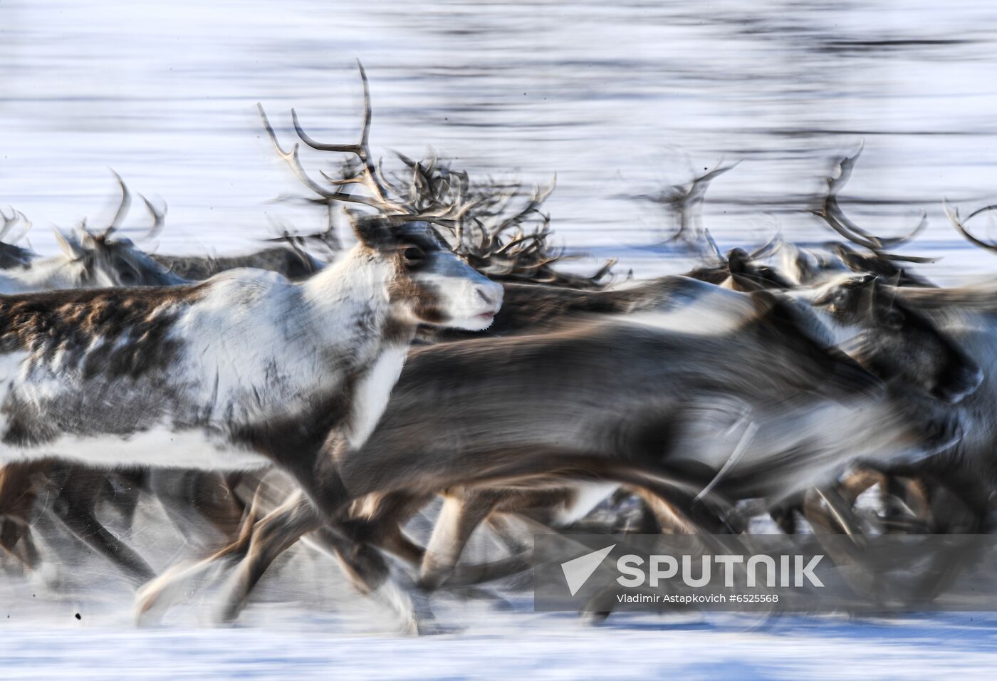 Russia Reindeer Breeding