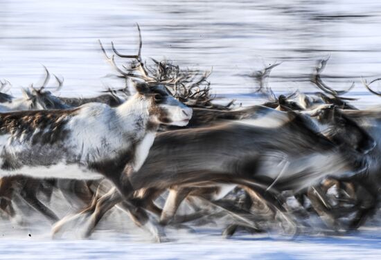 Russia Reindeer Breeding