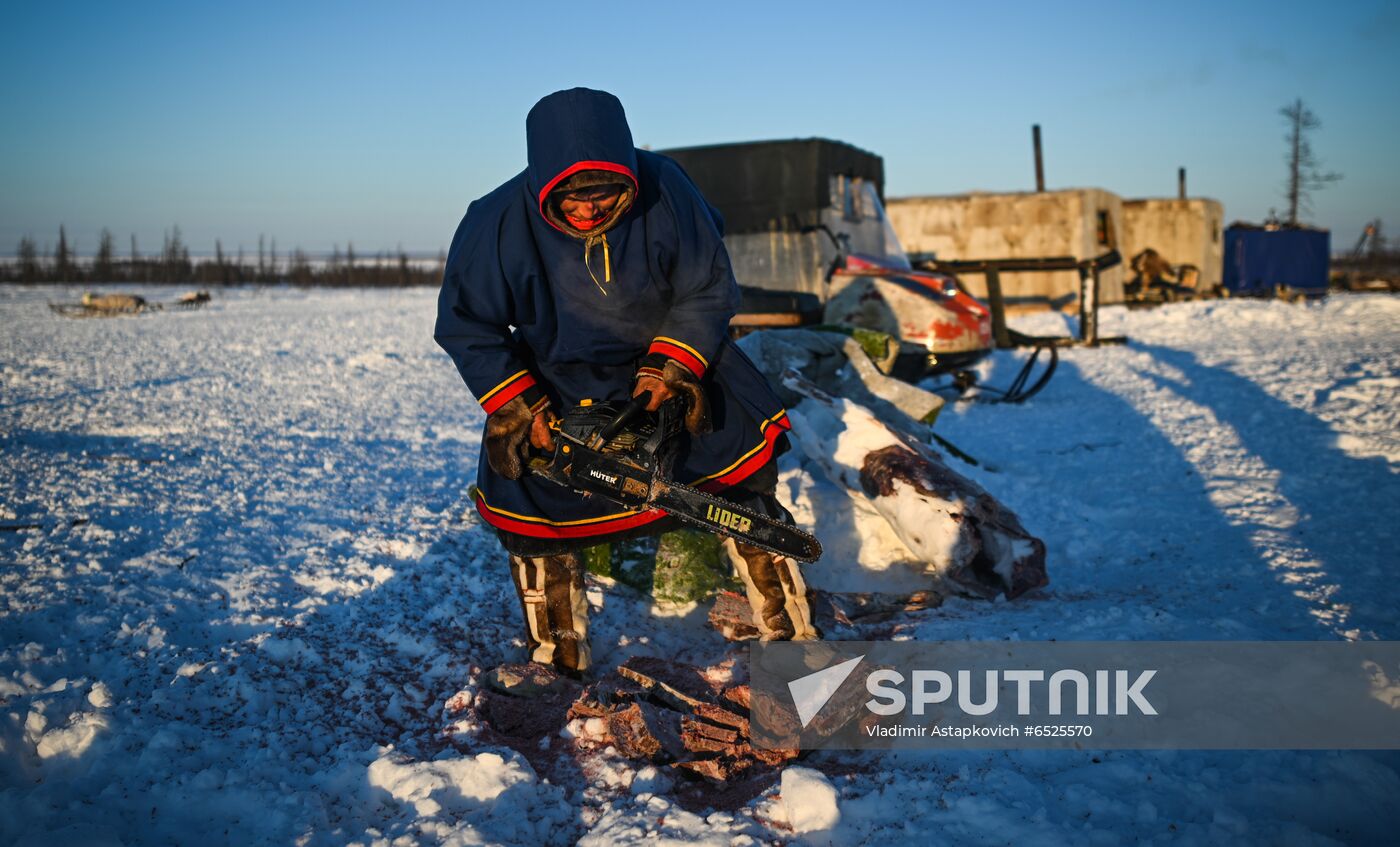 Russia Reindeer Breeding