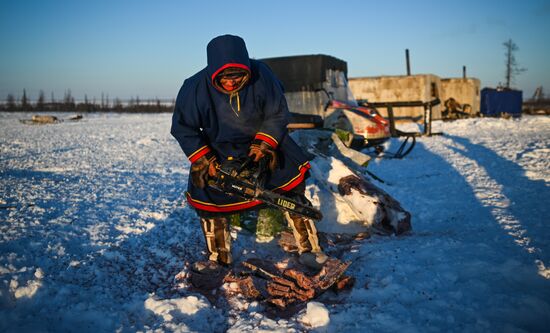 Russia Reindeer Breeding