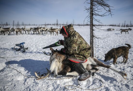 Russia Reindeer Breeding
