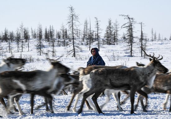 Russia Reindeer Breeding