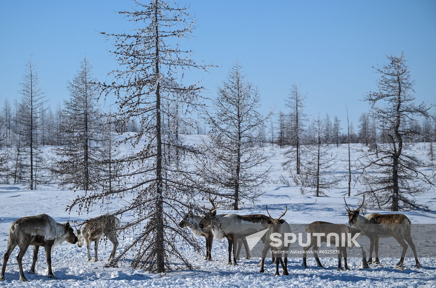 Russia Reindeer Breeding