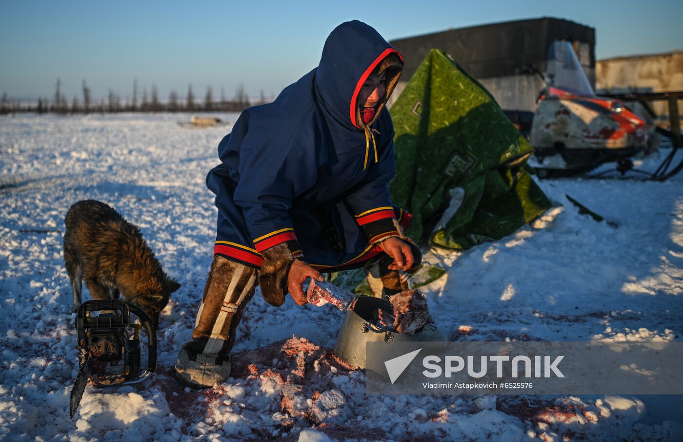 Russia Reindeer Breeding