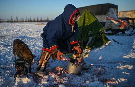 Russia Reindeer Breeding