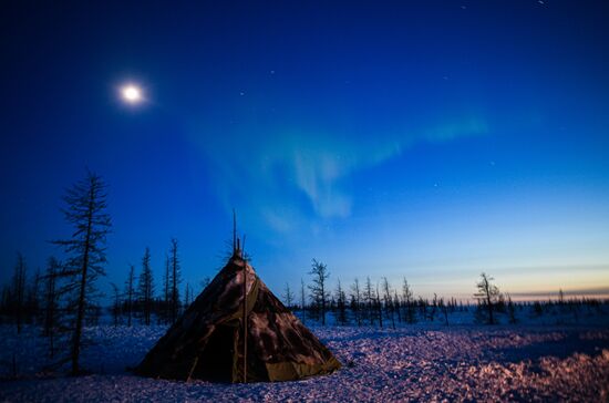 Russia Reindeer Breeding