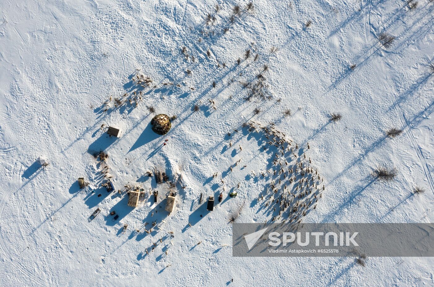 Russia Reindeer Breeding
