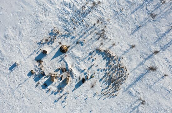 Russia Reindeer Breeding