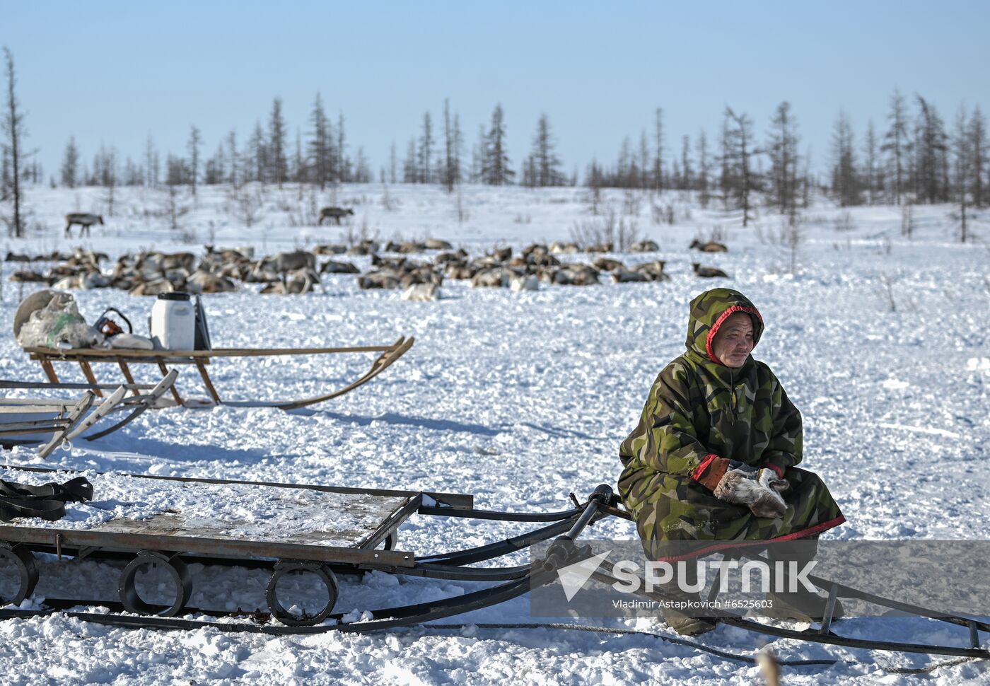 Russia Reindeer Breeding