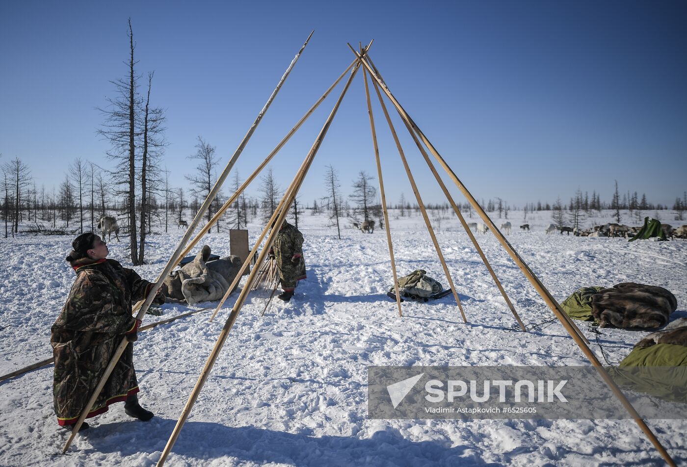 Russia Reindeer Breeding