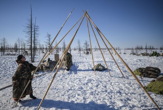 Russia Reindeer Breeding