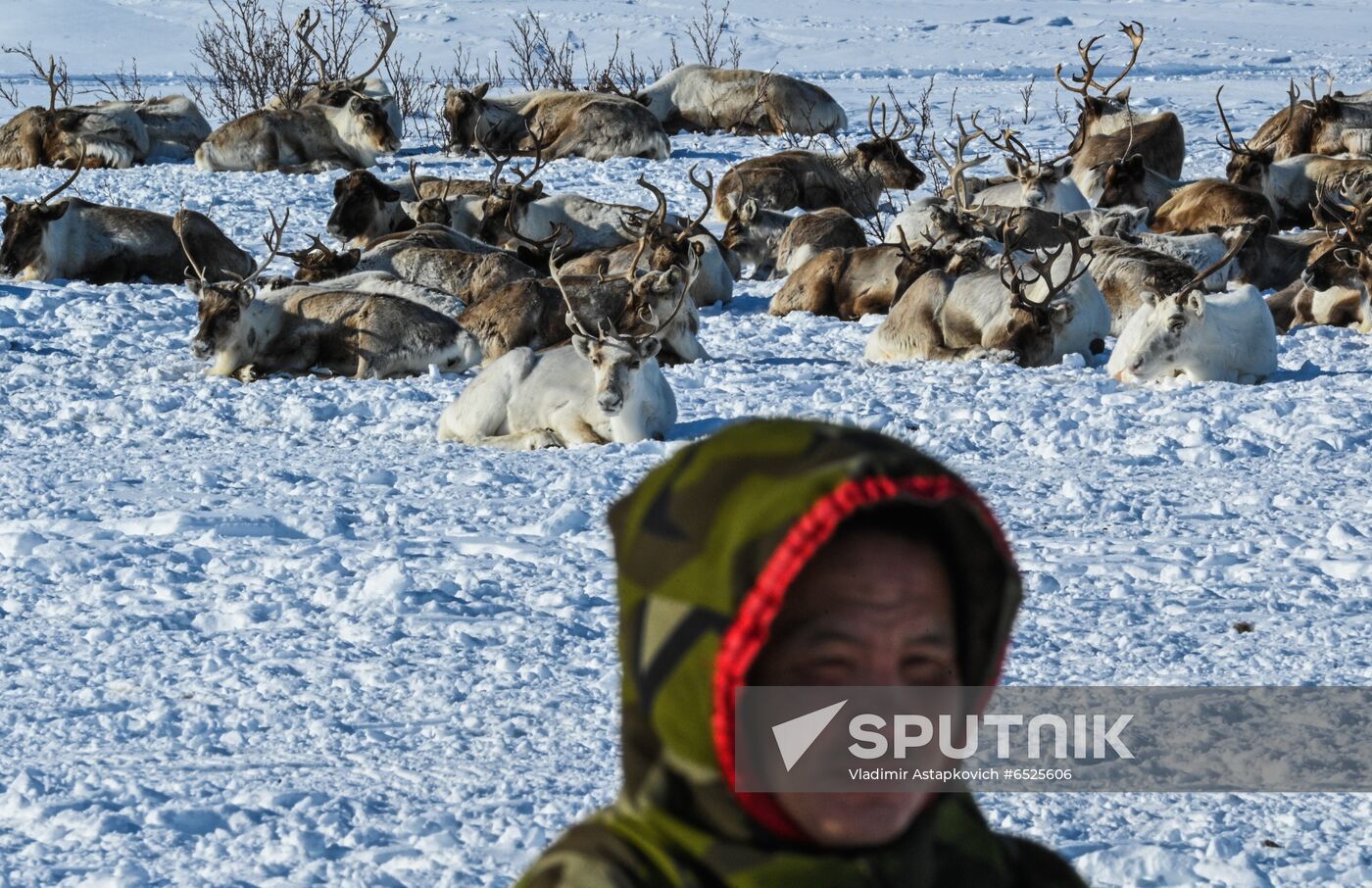 Russia Reindeer Breeding