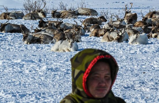 Russia Reindeer Breeding
