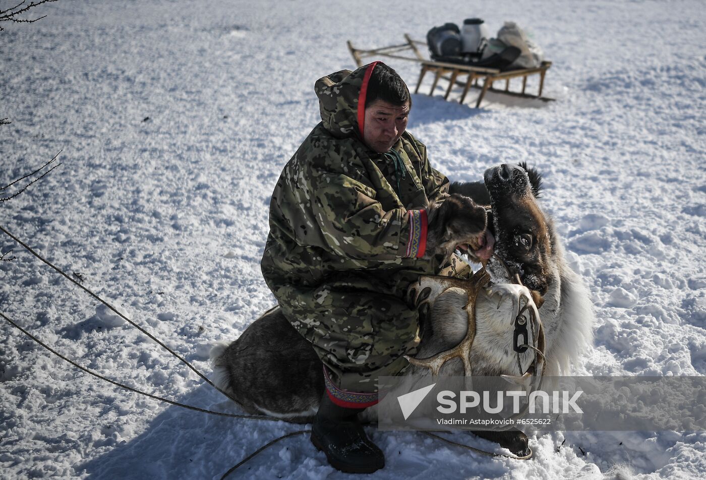 Russia Reindeer Breeding