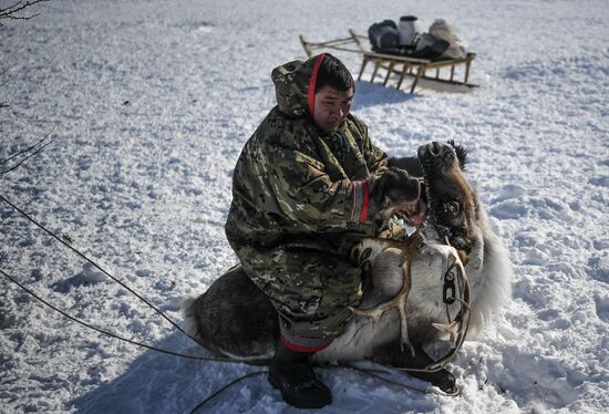 Russia Reindeer Breeding