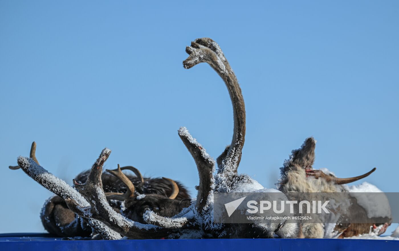 Russia Reindeer Breeding