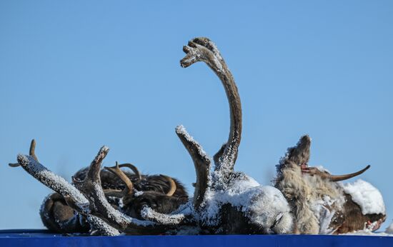 Russia Reindeer Breeding