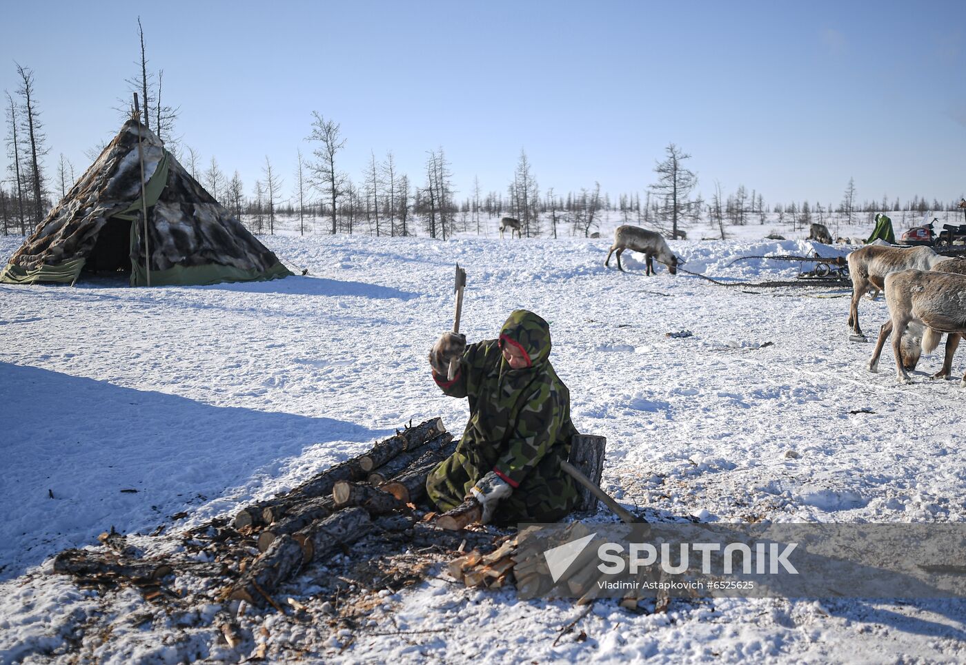 Russia Reindeer Breeding