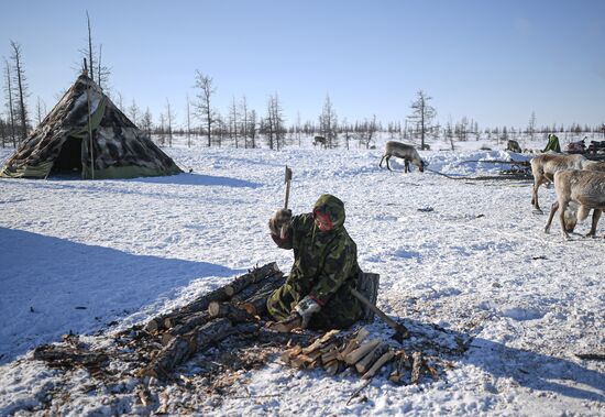 Russia Reindeer Breeding