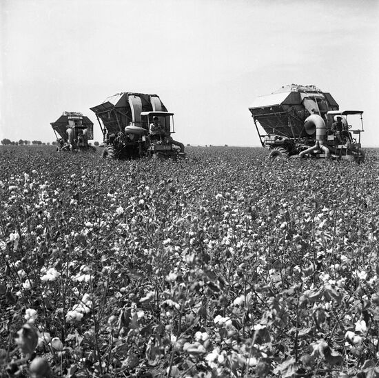 Harvesting cotton at 26 Baku Commissars Collective Farm