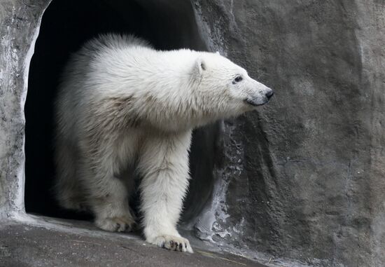 Russia Zoo
