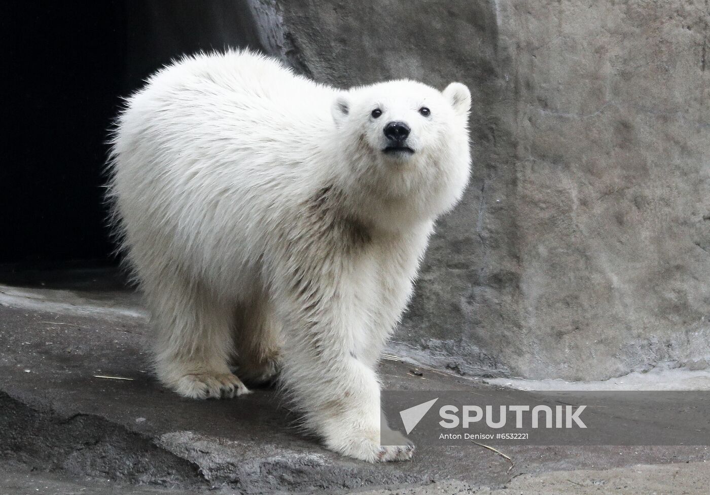 Russia Zoo
