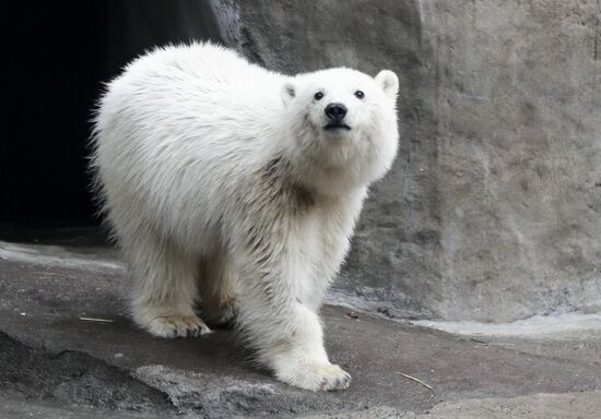 Russia Zoo