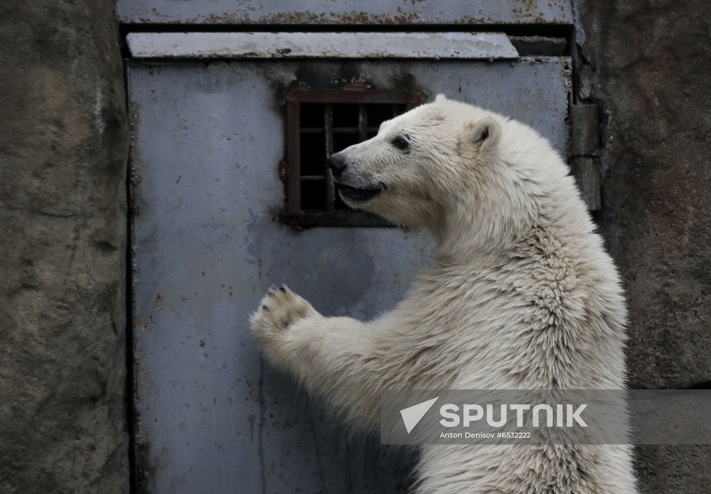 Russia Zoo