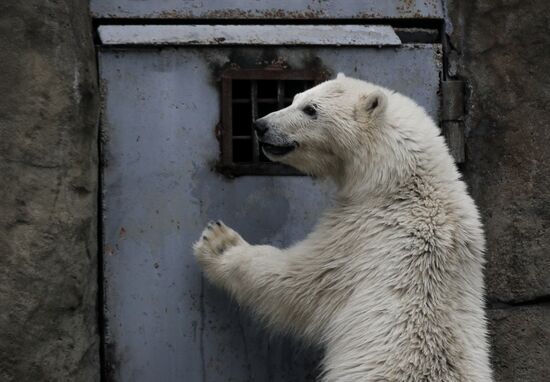 Russia Zoo
