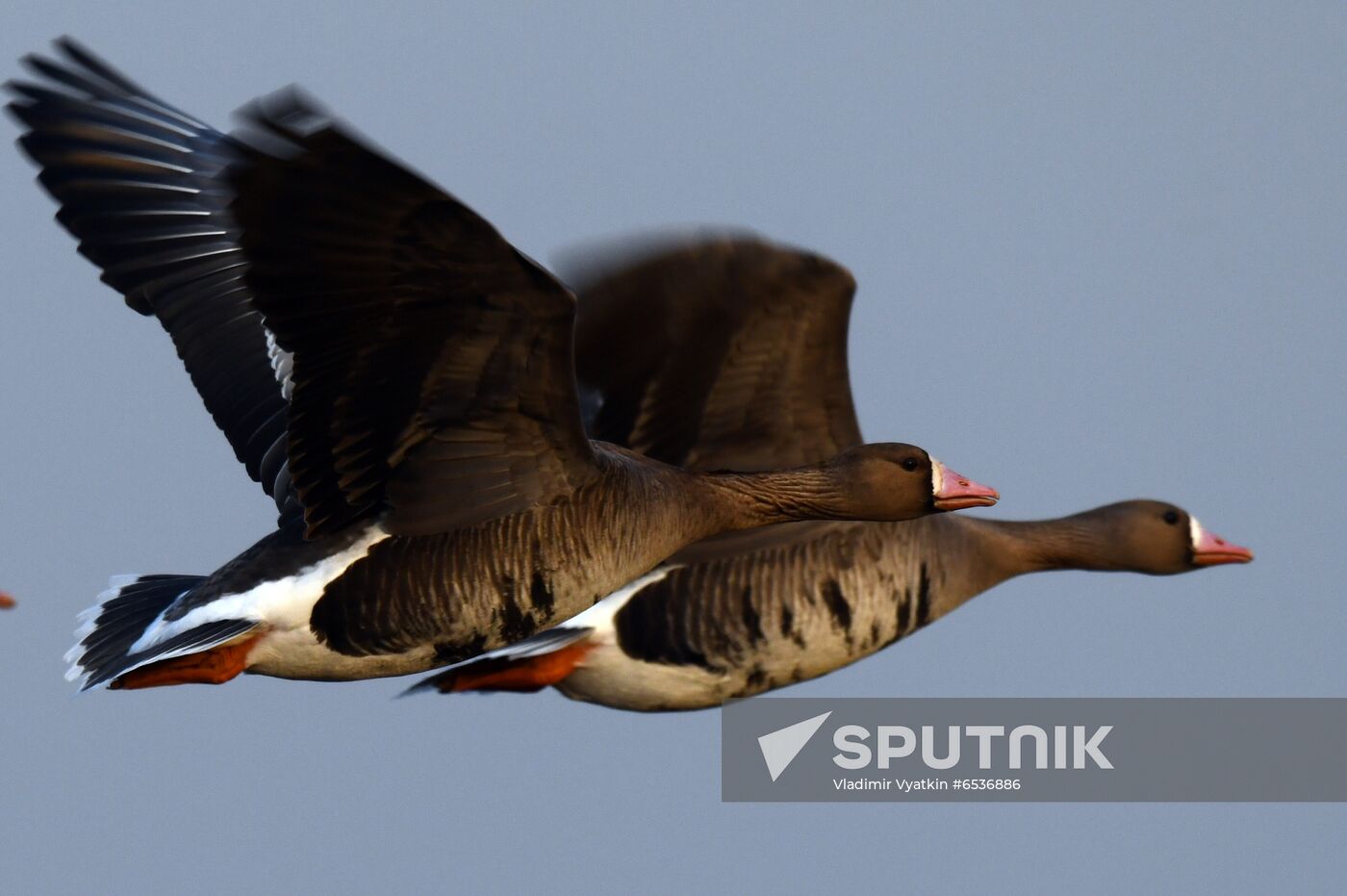 Russia Wildlife