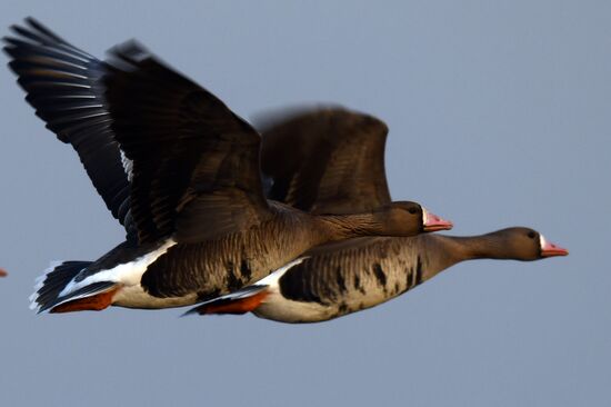 Russia Wildlife