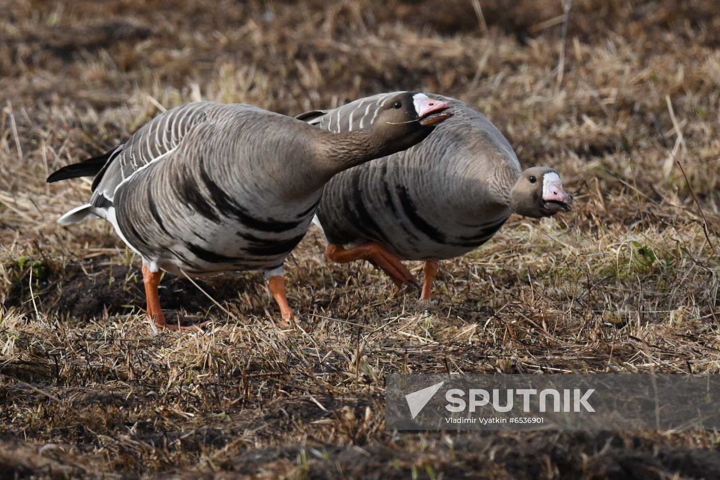 Russia Wildlife
