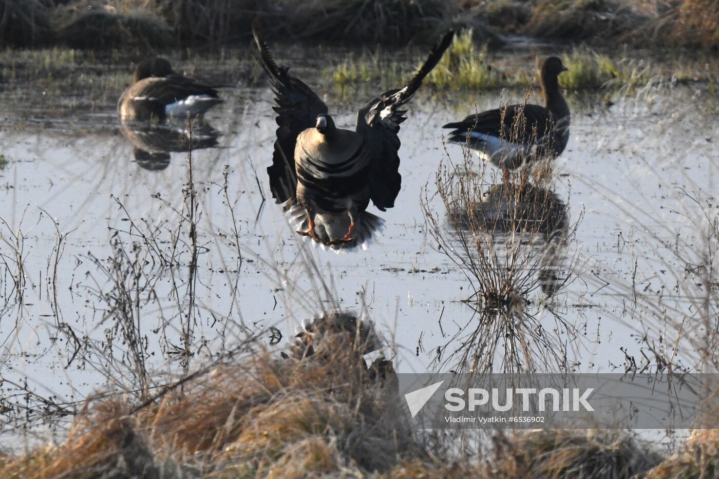 Russia Wildlife
