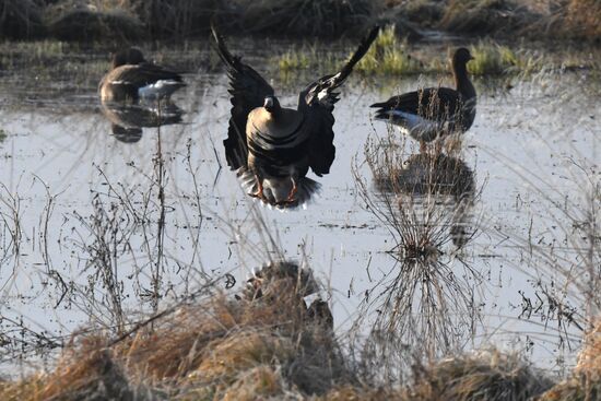 Russia Wildlife