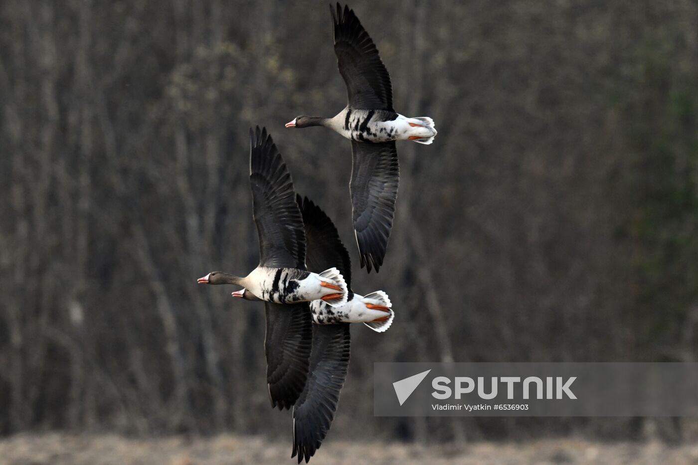 Russia Wildlife