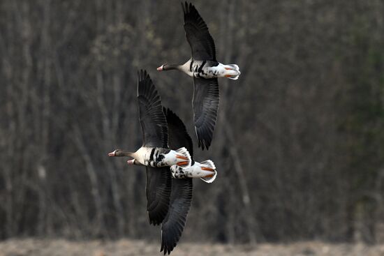 Russia Wildlife
