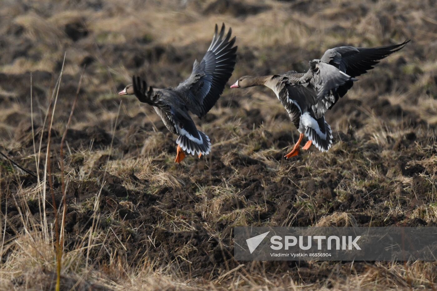 Russia Wildlife