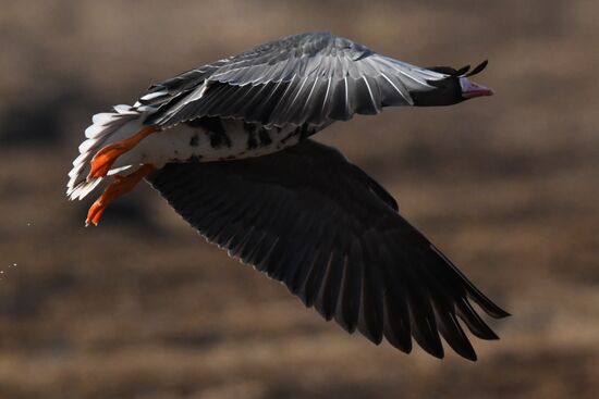 Russia Wildlife