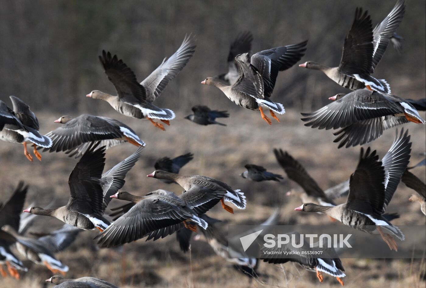 Russia Wildlife