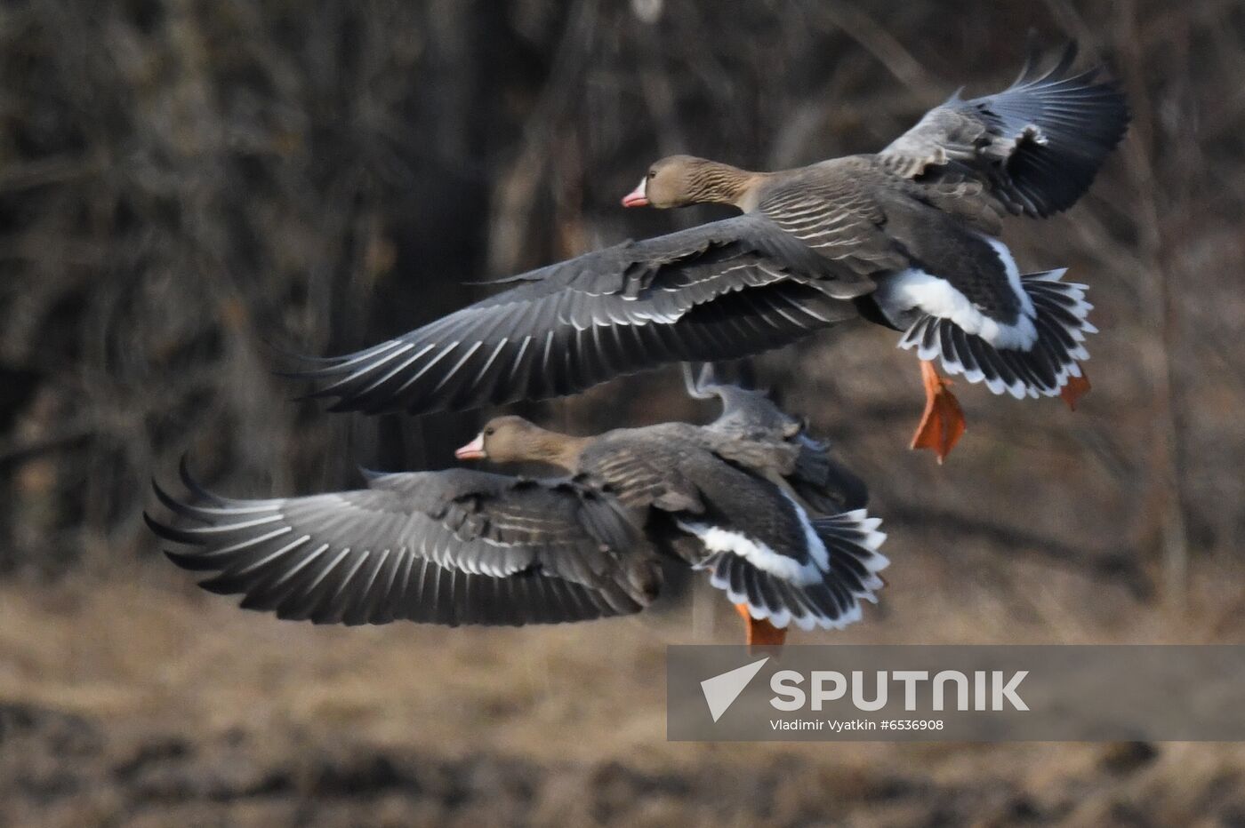 Russia Wildlife