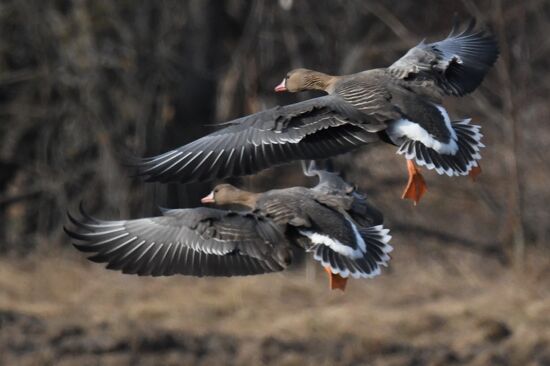 Russia Wildlife