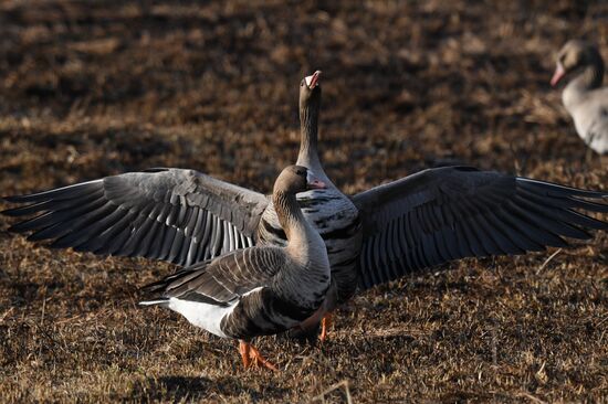 Russia Wildlife