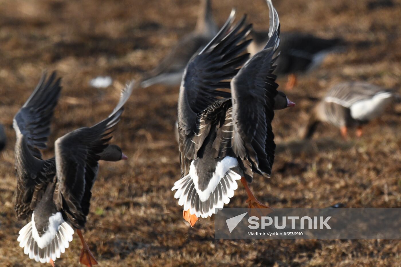 Russia Wildlife