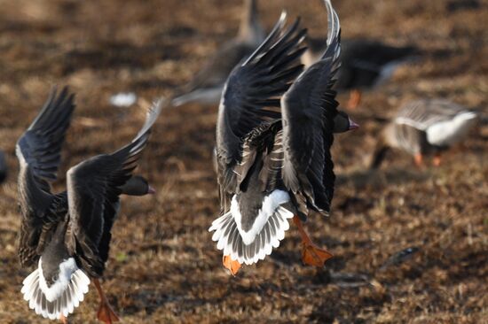Russia Wildlife