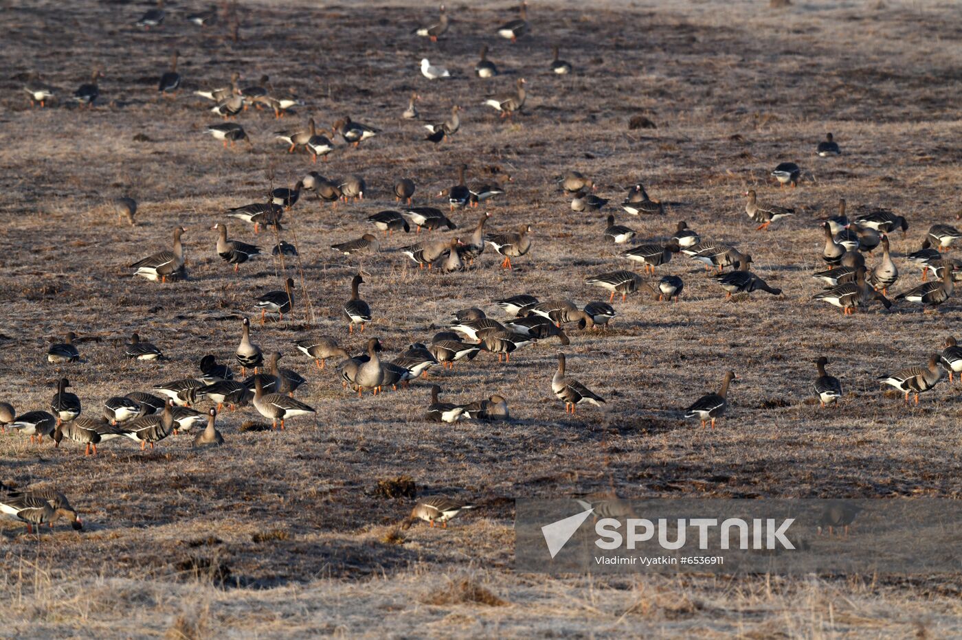 Russia Wildlife