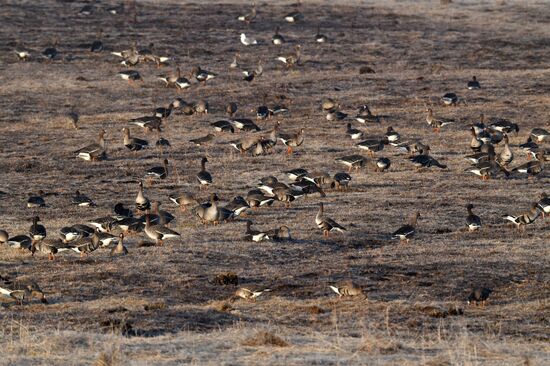 Russia Wildlife