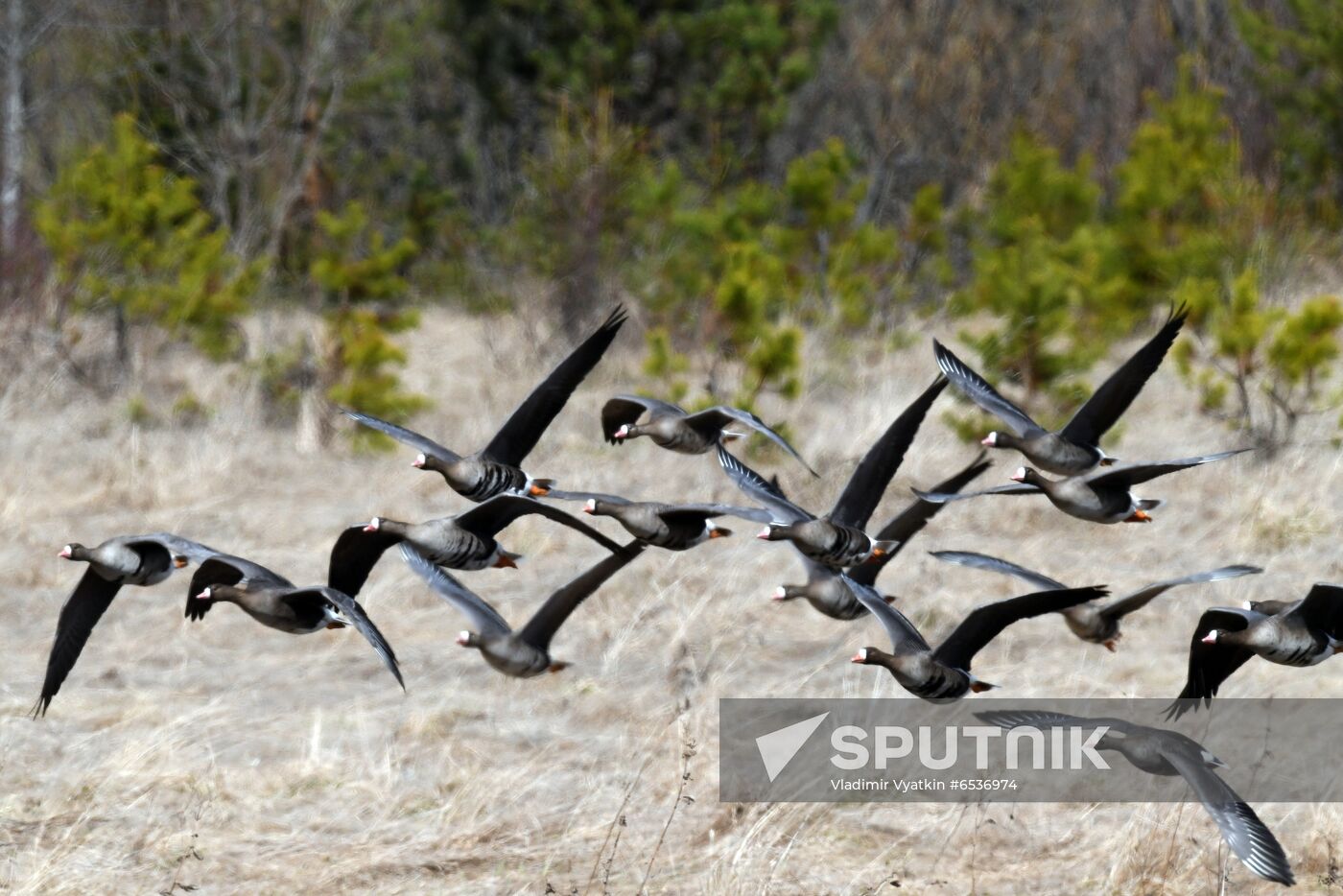 Russia Wildlife