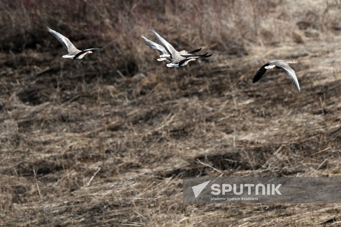 Russia Wildlife