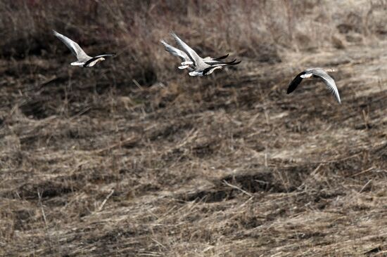 Russia Wildlife