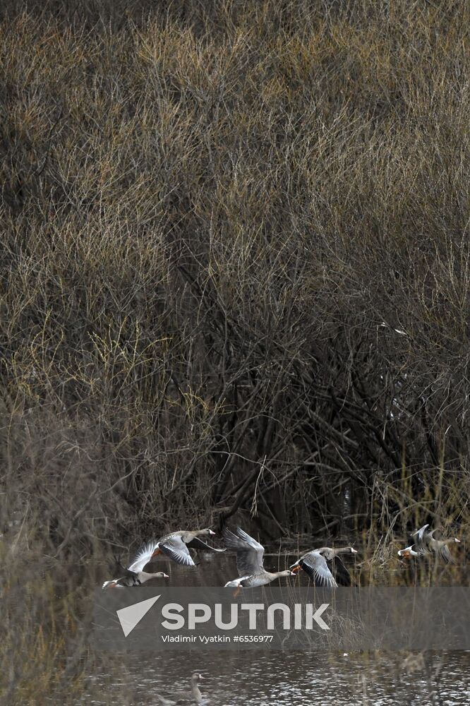 Russia Wildlife